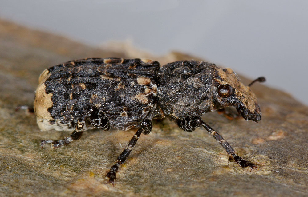 Platyrhinus resinosus